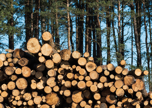 Sustainable Forestry in the Ottawa Valley