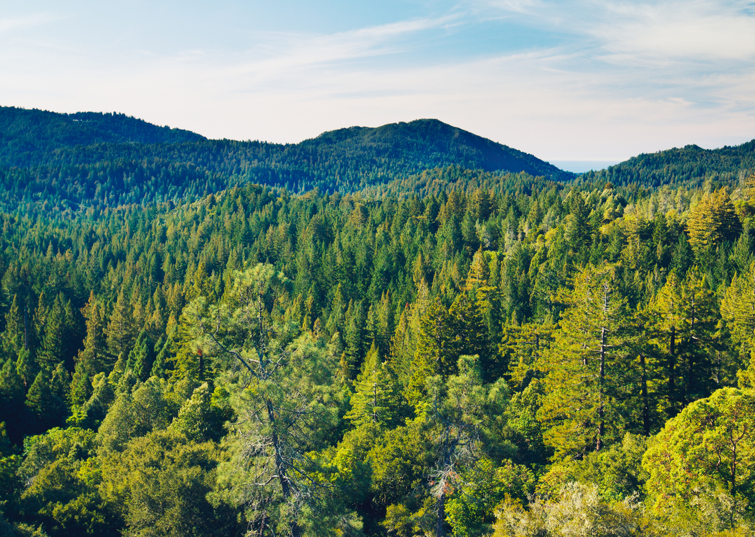 What Is a Full Cord of Firewood? Understanding Firewood Measurements in Ontario