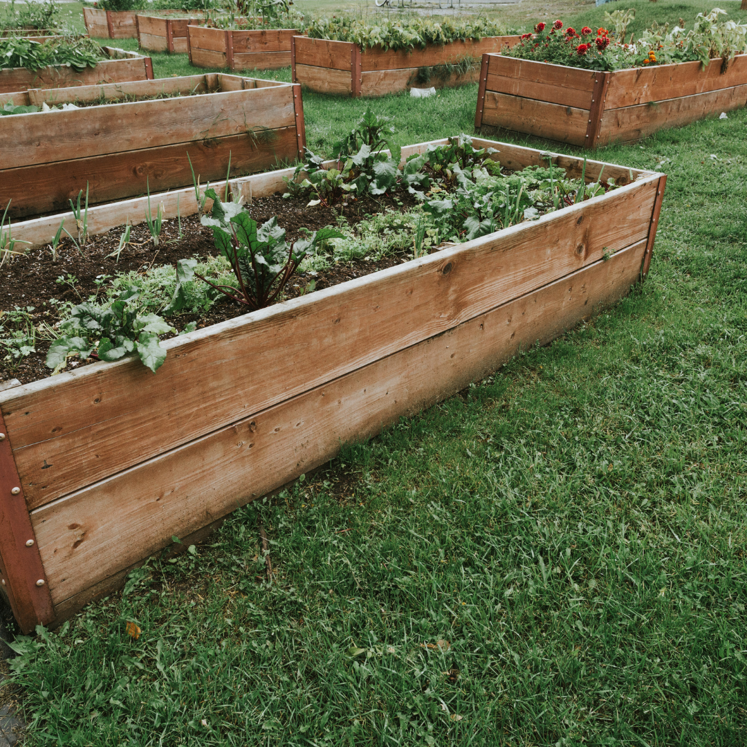 Rough lumber raised garden beds