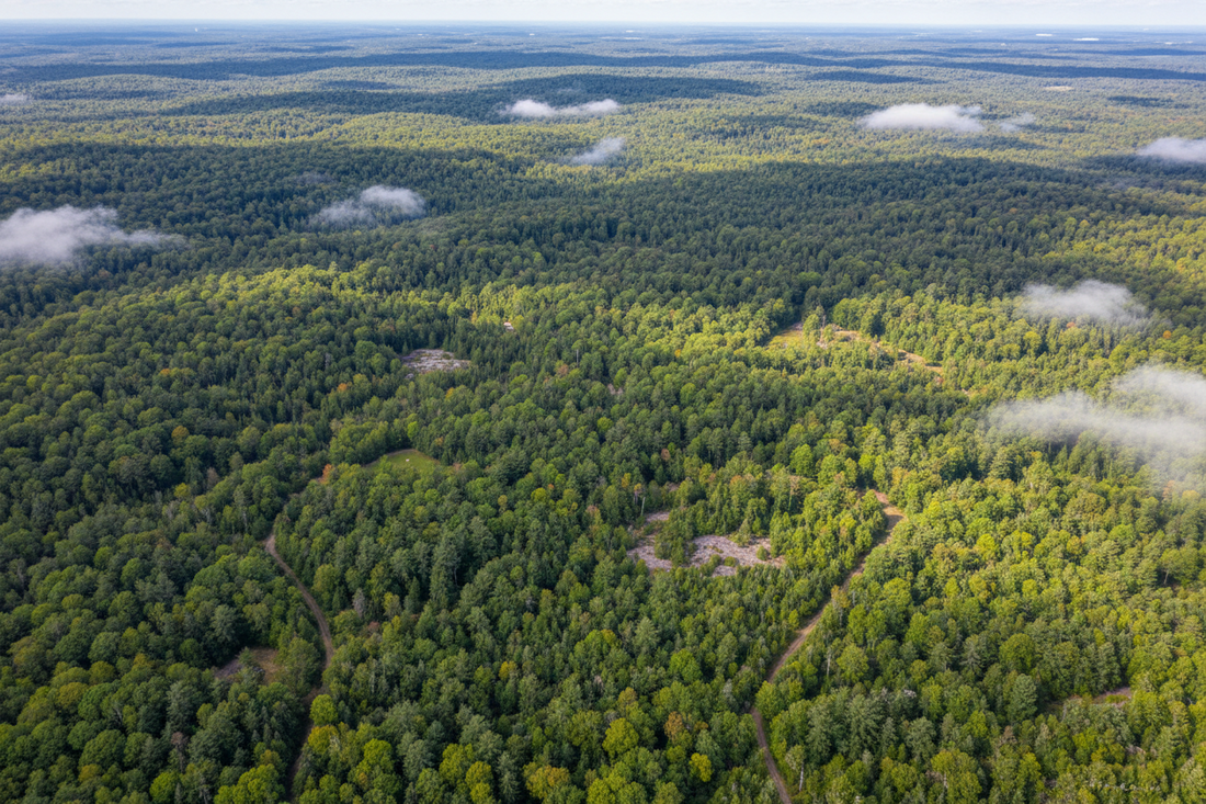 How Sustainable Forestry Improves Forest Health