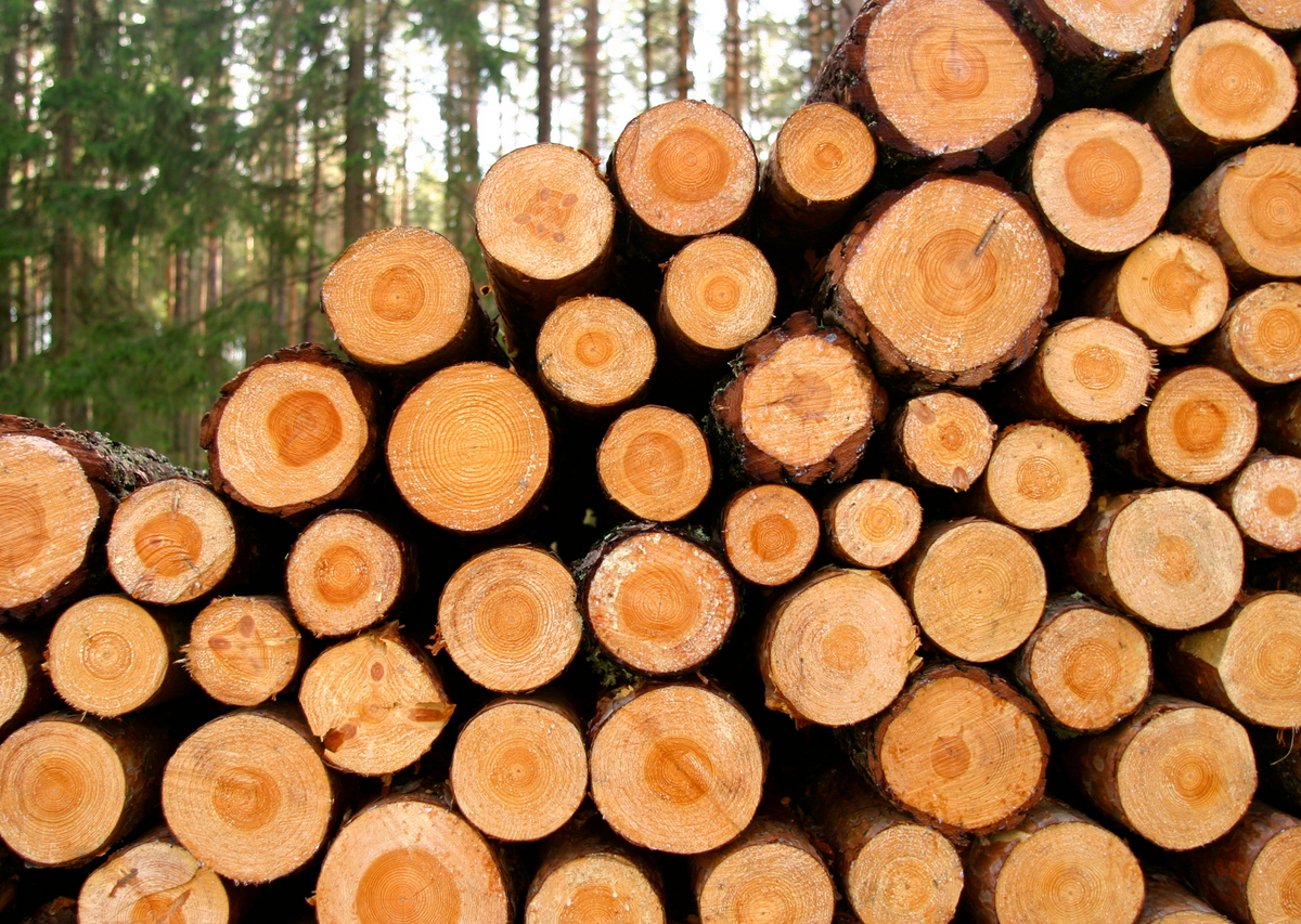 Forest Management Logging – Alice Forestry Company
